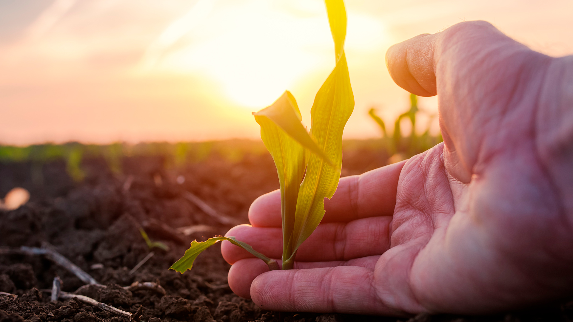 Cambio climático en la agricultura