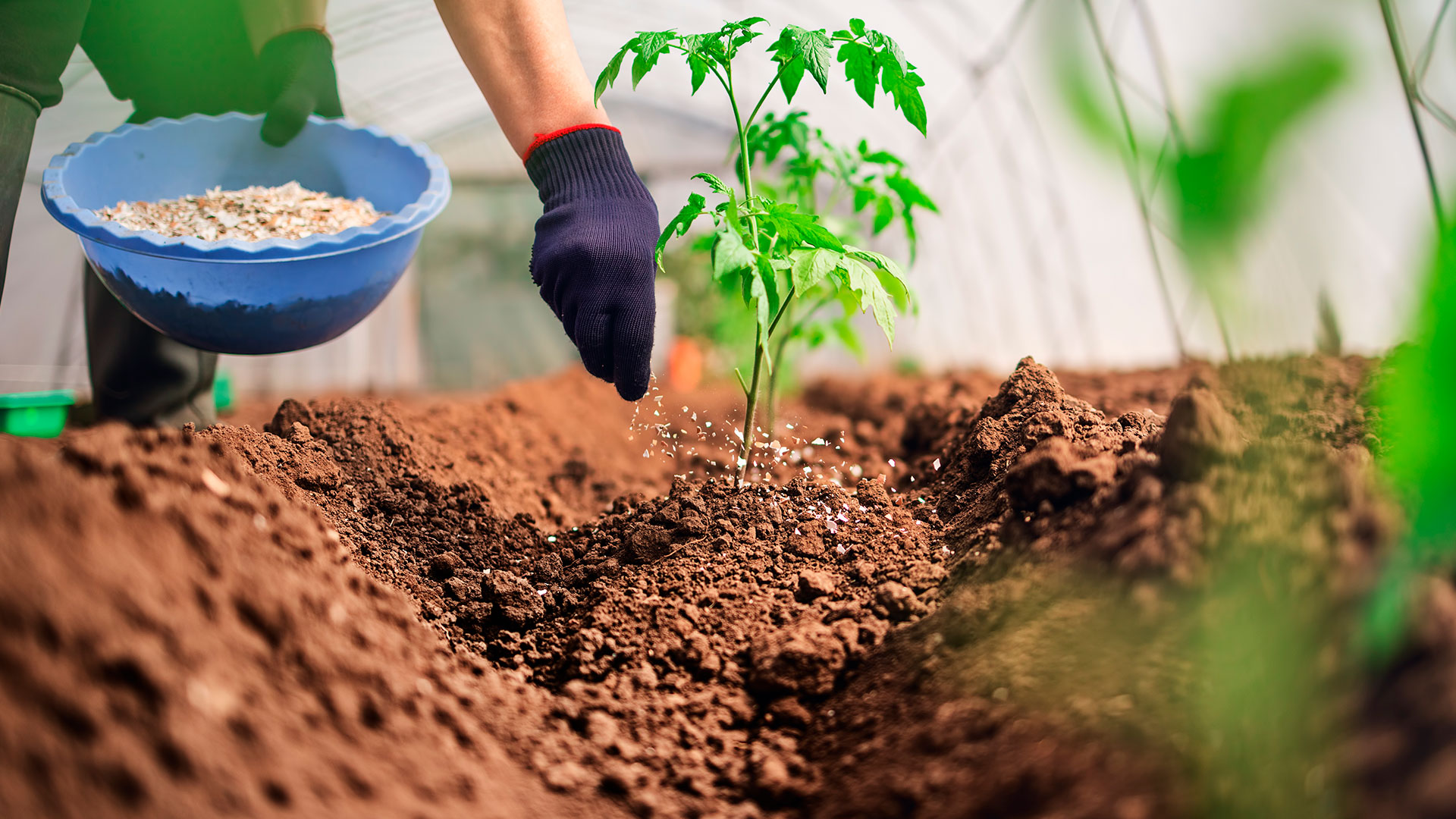 Fertilización y formulación