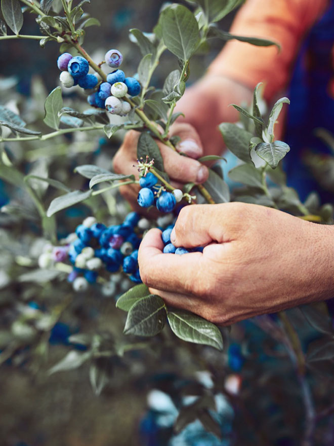 Cultivo Blue berries